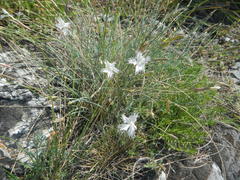 Dianthus lumnitzeri
