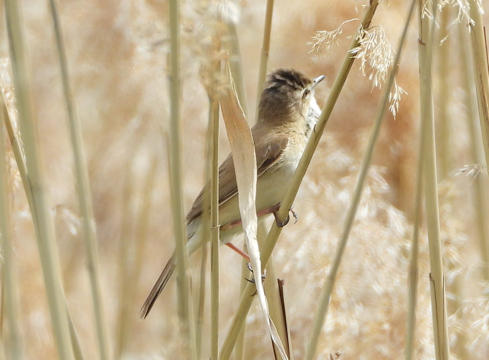 Paddyfield Warbler