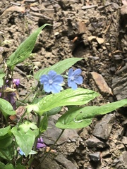Omphalodes cappadocica