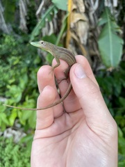 Anolis chlorocyanus