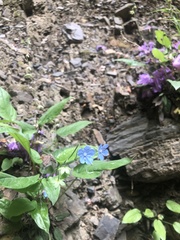 Omphalodes cappadocica