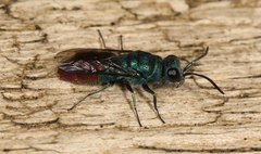 Chrysis immaculata