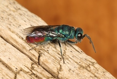 Chrysis immaculata