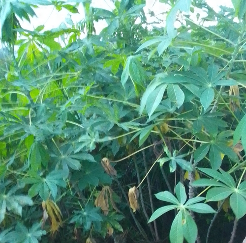 Cassava