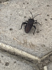 Coreidae