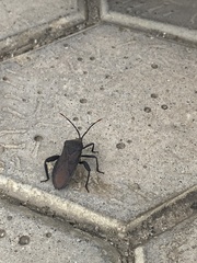 Coreidae