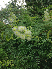 Mimosa malacophylla