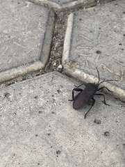 Coreidae