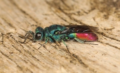 Chrysis immaculata