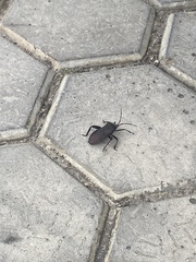 Coreidae