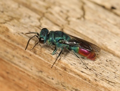 Chrysis immaculata