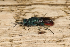 Chrysis immaculata