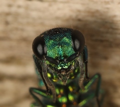 Chrysis immaculata