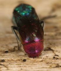 Chrysis immaculata