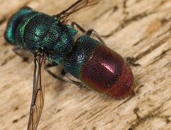 Chrysis immaculata