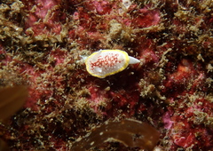 Diaphorodoris luteocincta