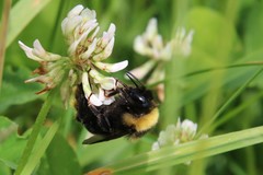 Bombus campestris