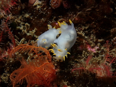 Polycera kernowensis
