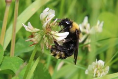 Bombus campestris