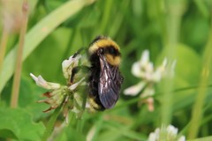 Bombus campestris