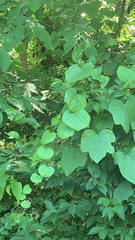 Menispermum canadense