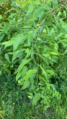 Celtis laevigata