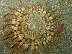 Anthopleura ballii