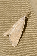 Pseudobissetia terrestrellus