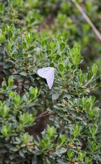 Neuromelia selectata