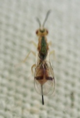 Bootanomyia