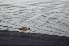 Charadrius marginatus