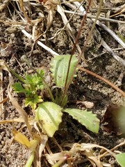 Arnoseris minima