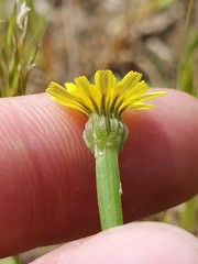 Arnoseris minima