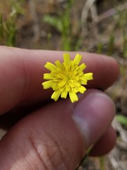 Arnoseris minima