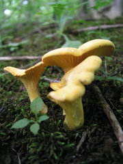 Cantharellus