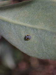 Psyllobora nana