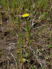 Arnoseris minima