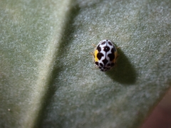 Psyllobora nana