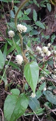 Alternanthera brasiliana