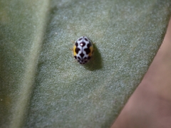 Psyllobora nana