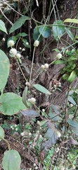 Alternanthera brasiliana