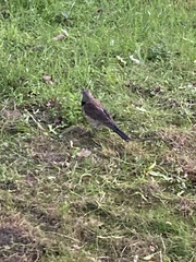 Turdus pilaris