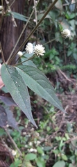 Alternanthera brasiliana