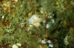 Favorinus blianus