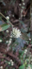Alternanthera brasiliana
