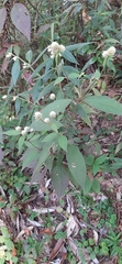Alternanthera brasiliana