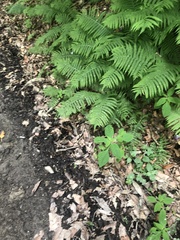 Matteuccia struthiopteris