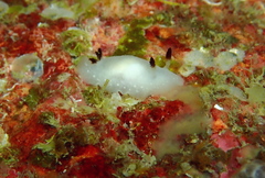 Cadlina pellucida