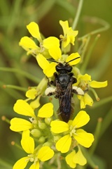 Andrena agilissima