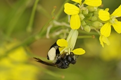 Andrena agilissima